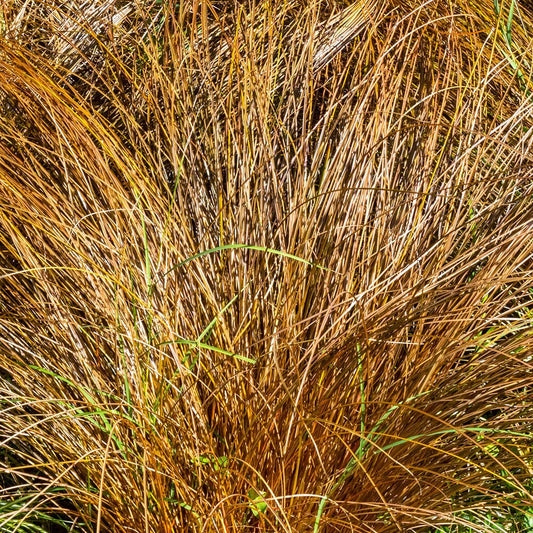 CAREX Comans Bronze 9cm Pot Perennials