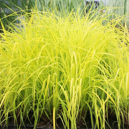 Carex Elata Aurea Aquatic Pond Plant - Bowles' Golden Sedge Aquatic Plants