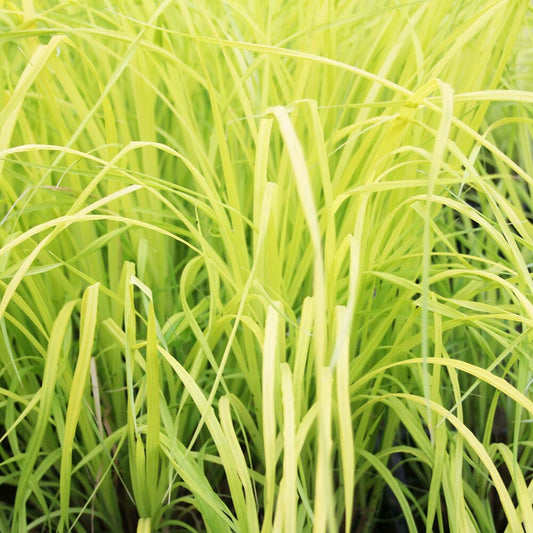 Carex Elata Aurea Aquatic Pond Plant - Bowles' Golden Sedge Aquatic Plants