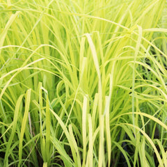 Carex Elata Aurea Aquatic Pond Plant - Bowles' Golden Sedge Aquatic Plants