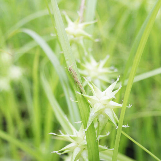 Carex Grayi Aquatic Pond Plant - Gray's Sedge Aquatic Plants