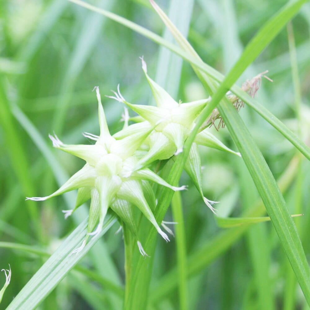 Carex Grayi Aquatic Pond Plant - Gray's Sedge Aquatic Plants