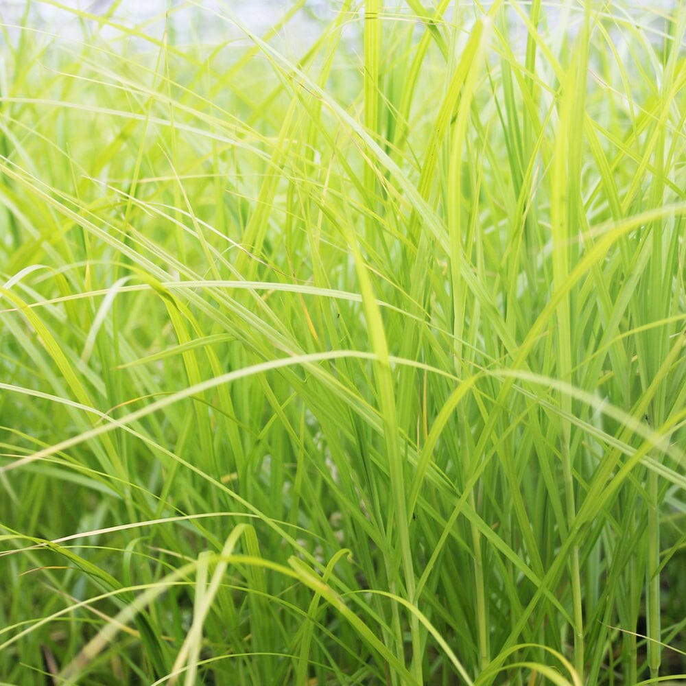 Carex Muskingumensis Aquatic Pond Plant - Palm Sedge Aquatic Plants