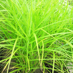 Carex Muskingumensis Aquatic Pond Plant - Palm Sedge Aquatic Plants