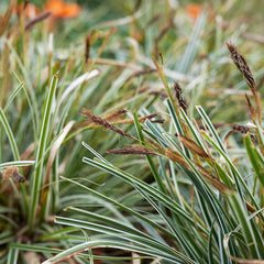 CAREX oshimensis Evergreen 2 Litre Perennials