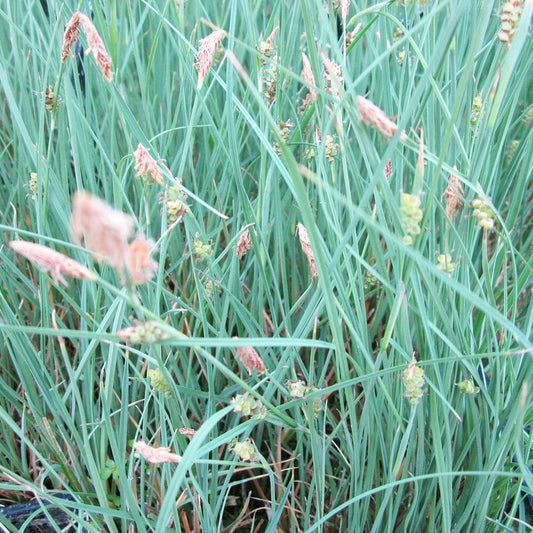 Carex Panicea Aquatic Pond Plant - Carnation Sedge Aquatic Plants