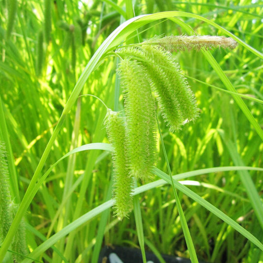 Carex Pseudocyperus Aquatic Pond Plant - Cypriot Sedge Aquatic Plants