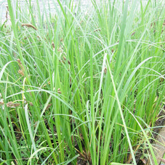 Carex Riparia Aquatic Pond Plant - Riverbank Sedge Aquatic Plants