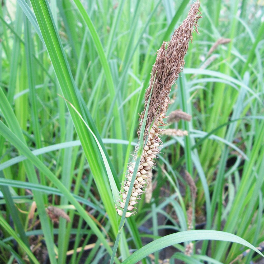 Carex Riparia Aquatic Pond Plant - Riverbank Sedge Aquatic Plants