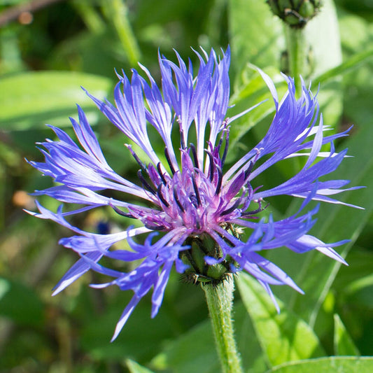 CENTAUREA montana 2 Litre Perennials