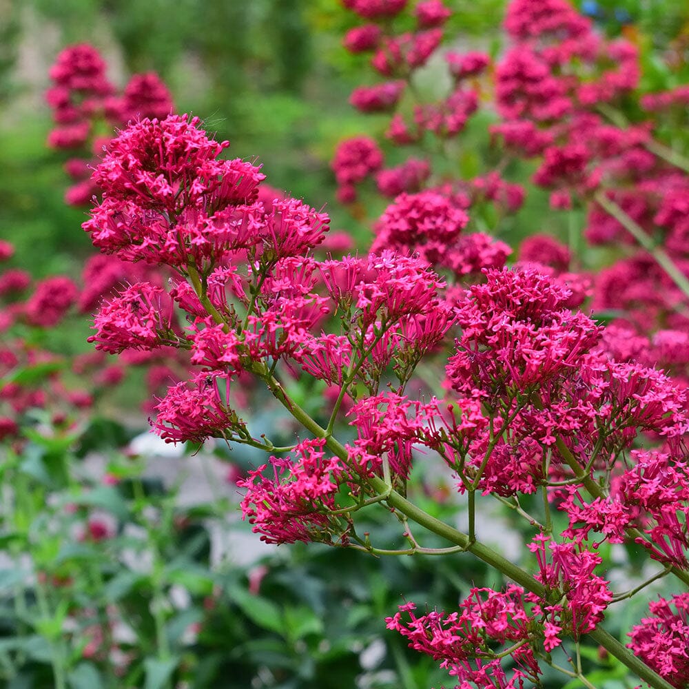 CENTRANTHUS ruber coccineus 9cm Pot Perennials