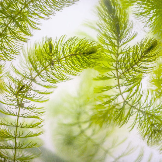 Ceratophyllum Demersum Aquatic Pond Plant - Hornwort Aquatic Plants