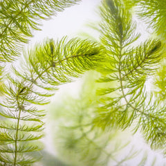 Ceratophyllum Demersum Aquatic Pond Plant - Hornwort Aquatic Plants