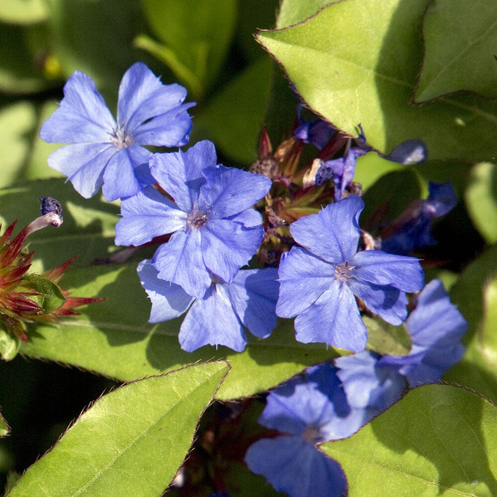 CERATOSTIGMA plumbaginoides 9cm Pot Perennials