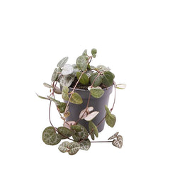 Ceropegia Woodii String of Hearts House Plant 6cm Pot Potted Houseplants