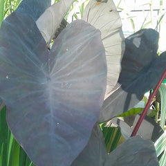 Colocasia Rubra Black Magic Aquatic Pond Plant - Elephant Ear Aquatic Plants