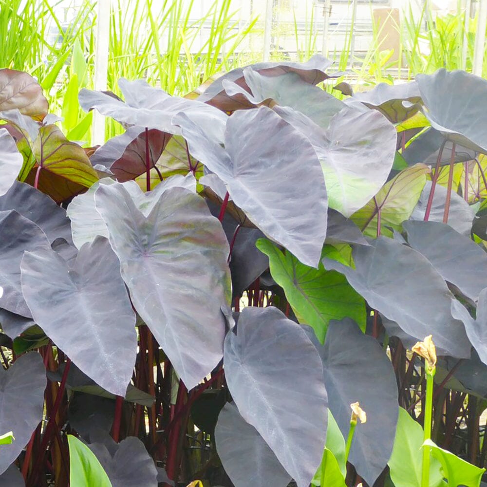 Colocasia Rubra Black Magic Aquatic Pond Plant - Elephant Ear Aquatic Plants