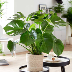 Copy of 75 - 90cm Monstera Deliciosa Swiss Cheese Plant 19cm Pot House Plant House Plant