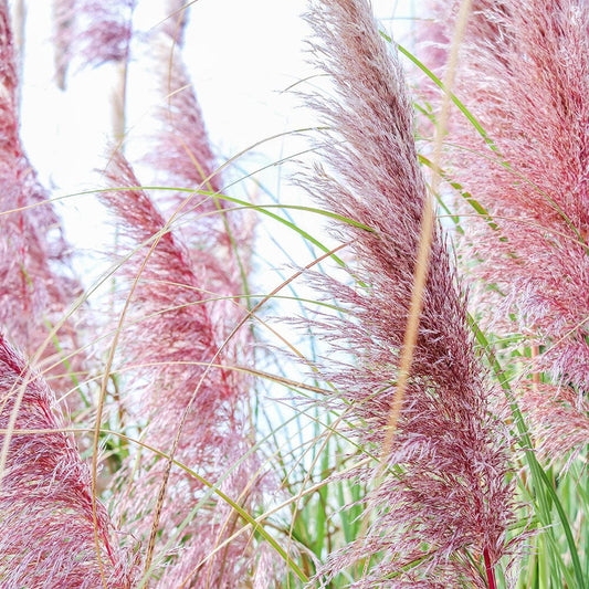 CORTADERIA selloana Rose Plume 9cm Pot Perennials