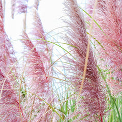 CORTADERIA selloana Rose Plume 9cm Pot Perennials