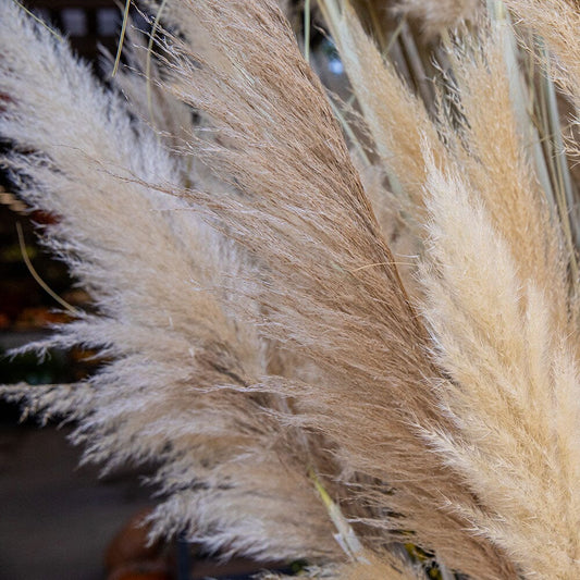 CORTADERIA selloana White Plume 9cm Pot Perennials