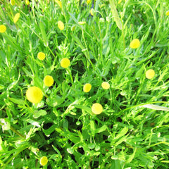 Cotula Coronopifolia Aquatic Pond Plant - Brass Buttons Aquatic Plants