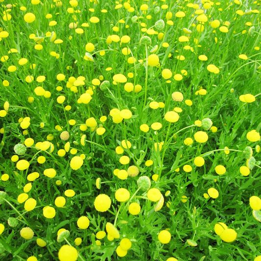 Cotula Coronopifolia Aquatic Pond Plant - Brass Buttons Aquatic Plants