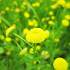 Cotula Coronopifolia Aquatic Pond Plant - Brass Buttons Aquatic Plants