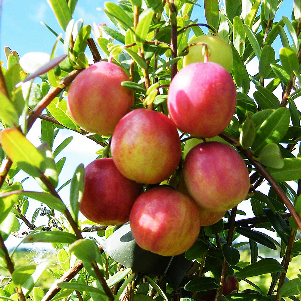 Cranberry Pilgrim (Vaccinium Macrocarpon) Fruit Bush 3ltr Pot Fruit