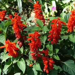 CROCOSMIA Emberglow 9cm Pot Perennials