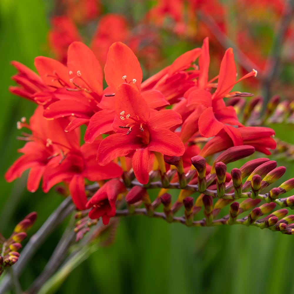 CROCOSMIA Lucifer 9cm Pot Perennials