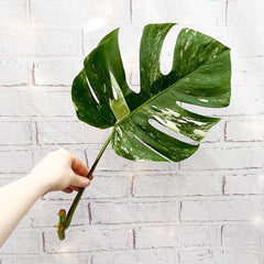 Cuttings Variegated Monstera Albo Variegata Cheese Plant Variegated House Plant