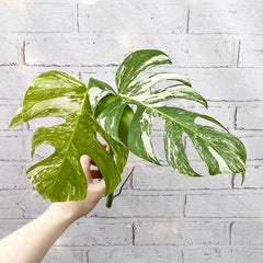 Cuttings Variegated Monstera Albo Variegata Cheese Plant Variegated House Plant