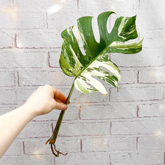 Cuttings Variegated Monstera Albo Variegata Cheese Plant Variegated House Plant