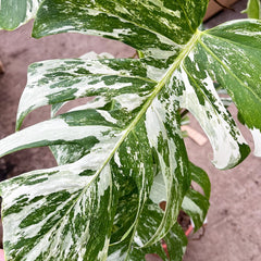 Cuttings Variegated Monstera Albo Variegata Cheese Plant Variegated House Plant