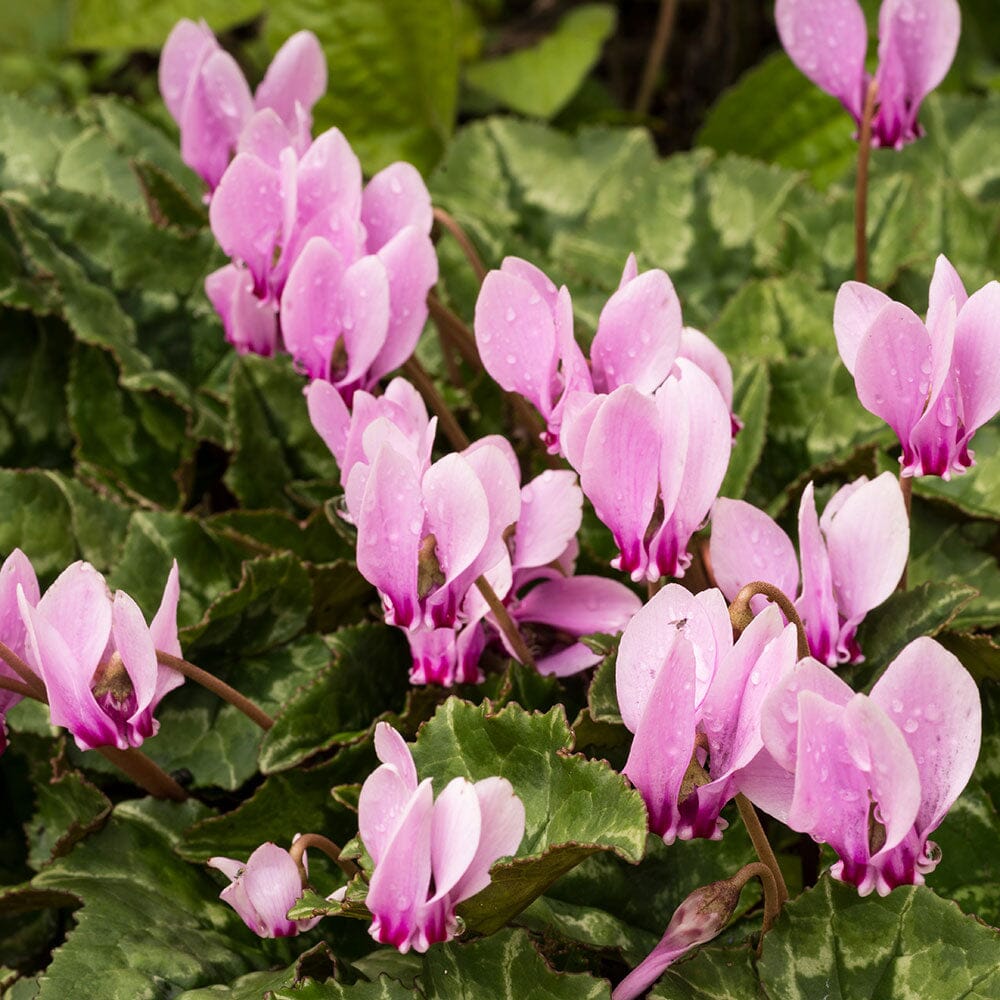 CYCLAMEN hederifolium Pink 9cm Pot Perennials