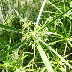 Cyperus Alternifolius Aquatic Pond Plant - Umbrella Grass Aquatic Plants