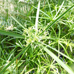 Cyperus Alternifolius Aquatic Pond Plant - Umbrella Grass Aquatic Plants