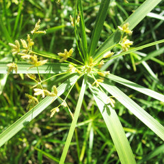 Cyperus Alternifolius Aquatic Pond Plant - Umbrella Grass Aquatic Plants