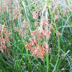 Cyperus Longus Aquatic Pond Plant - Sweet Galingale Aquatic Plants