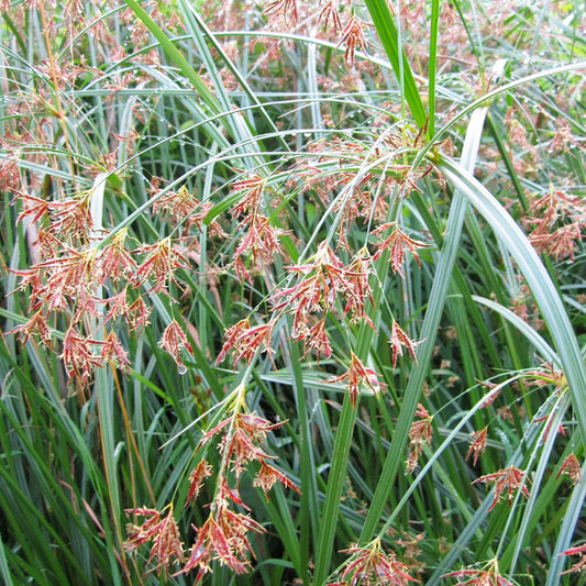 Cyperus Longus Aquatic Pond Plant - Sweet Galingale Aquatic Plants