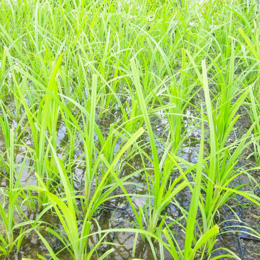 Cyperus Papyrus Aquatic Pond Plant - Egyptian Paper Reed Aquatic Plants