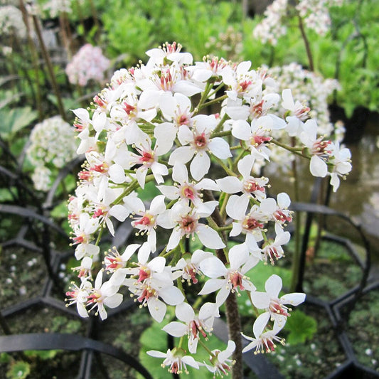 Darmera Peltata Aquatic Pond Plant - Umbrella Plant Aquatic Plants