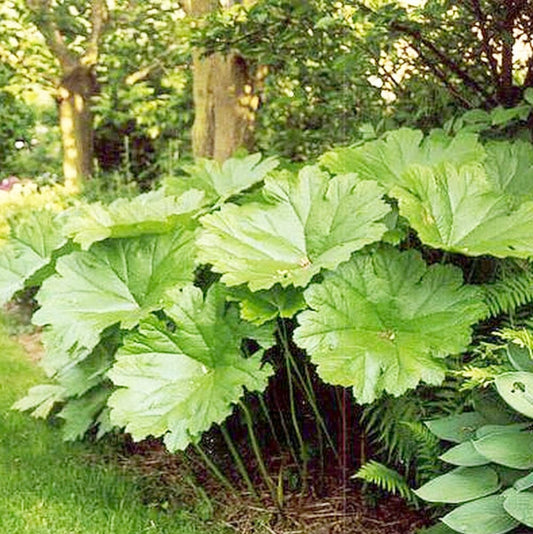 Darmera Peltata Aquatic Pond Plant - Umbrella Plant Aquatic Plants