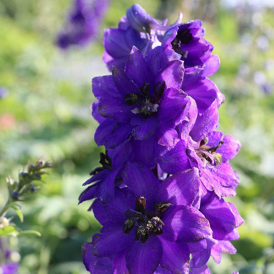 DELPHINIUM Black Knight 9cm Pot Perennials