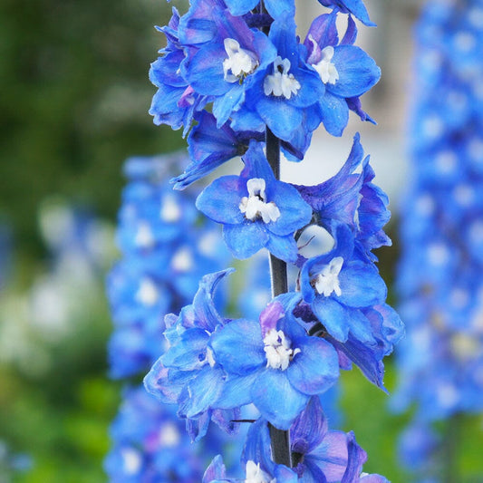 DELPHINIUM Blue Bird 9cm Pot Perennials