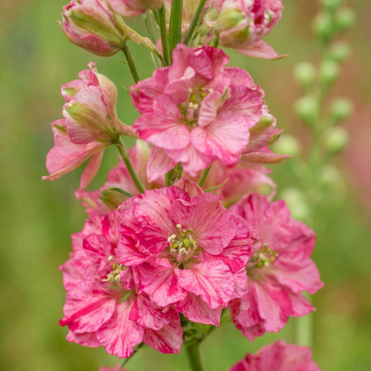 DELPHINIUM Delphina Rose White Bee 9cm Pot Perennials