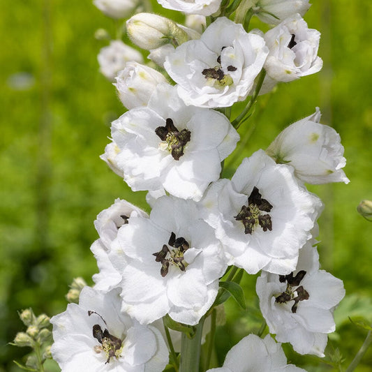 DELPHINIUM Delphina White Black Bee 9cm Pot Perennials