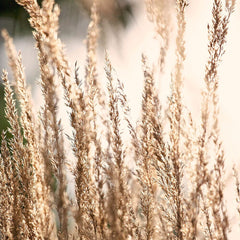 DESCHAMPSIA caespitosa Goldschleir 9cm Pot Perennials