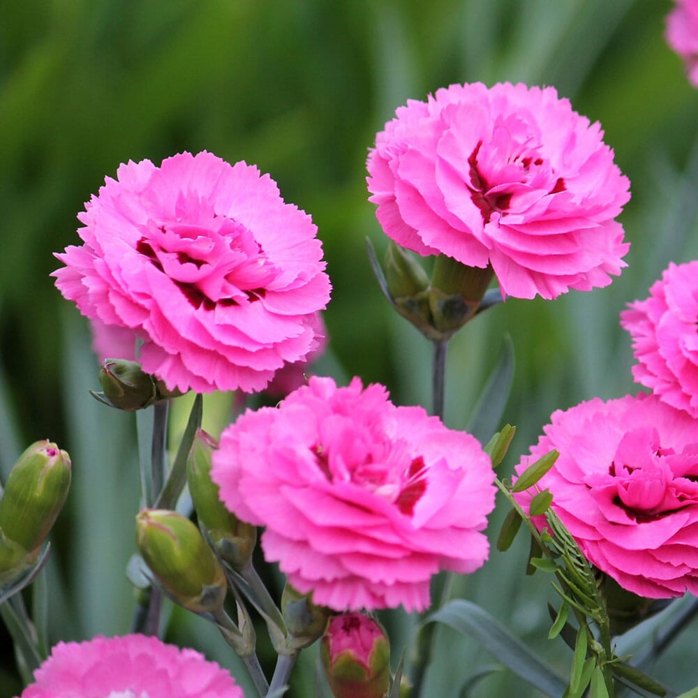 DIANTHUS plumarius Double Rose 9cm Pot Perennials